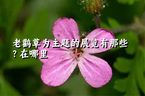 老鹳草为主题的展览有那些？在哪里