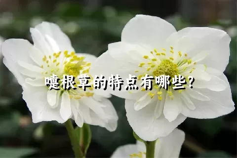 嚏根草的特点有哪些？