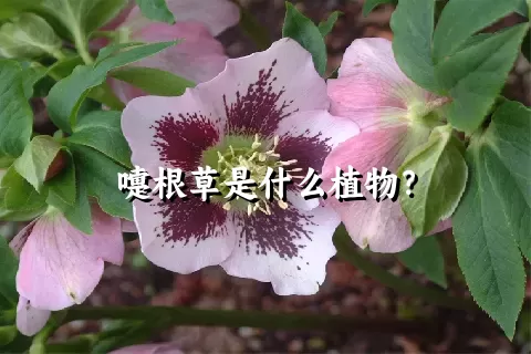 嚏根草是什么植物？