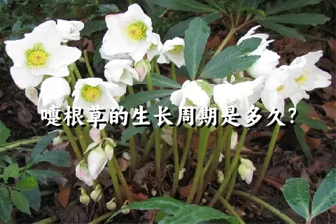 嚏根草的生长周期是多久？