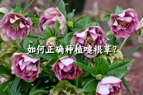 如何正确种植嚏根草？