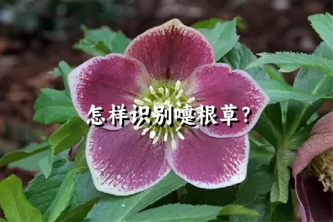 怎样识别嚏根草？