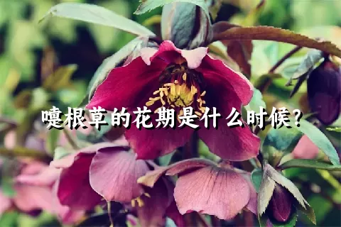 嚏根草的花期是什么时候？