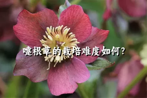 嚏根草的栽培难度如何？