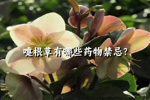 嚏根草有哪些药物禁忌？