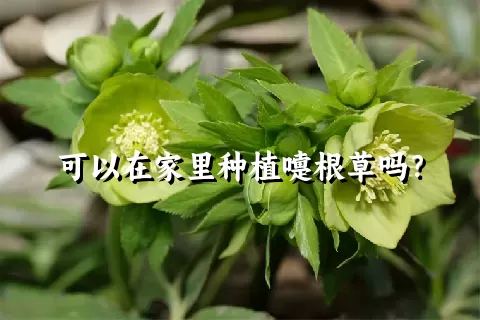 可以在家里种植嚏根草吗？