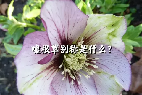 嚏根草别称是什么？