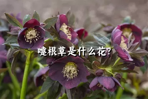 嚏根草是什么花？