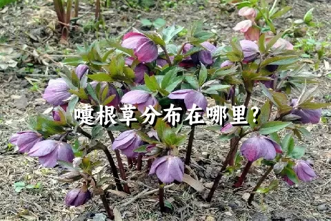 嚏根草分布在哪里?