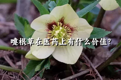 嚏根草在医药上有什么价值？