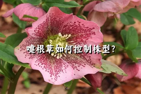 嚏根草如何控制株型？