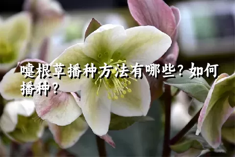 嚏根草播种方法有哪些？如何播种？