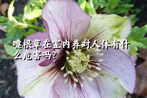 嚏根草在室内养对人体有什么危害吗？