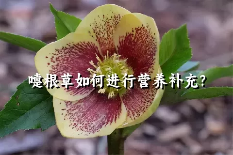 嚏根草如何进行营养补充？