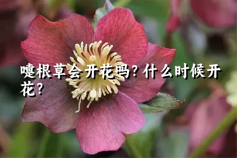 嚏根草会开花吗？什么时候开花？