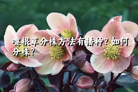 嚏根草分株方法有播种？如何分株？