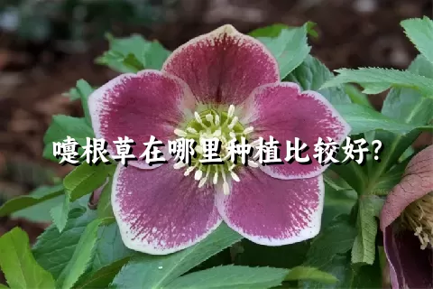 嚏根草在哪里种植比较好？