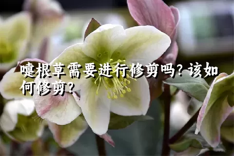 嚏根草需要进行修剪吗？该如何修剪？