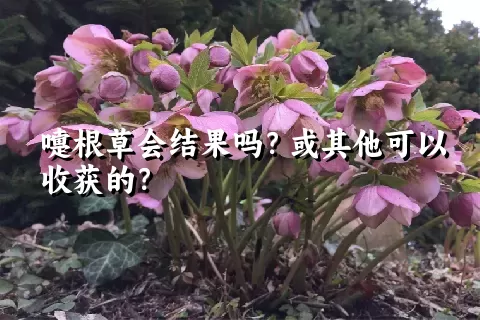 嚏根草会结果吗？或其他可以收获的？