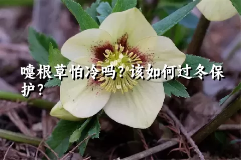 嚏根草怕冷吗？该如何过冬保护？