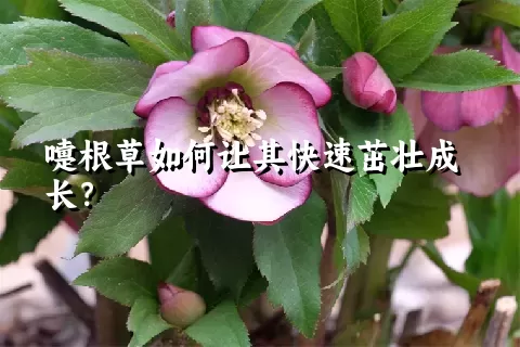 嚏根草如何让其快速茁壮成长？