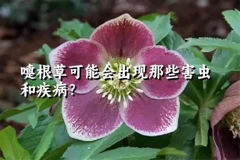 嚏根草可能会出现那些害虫和疾病？