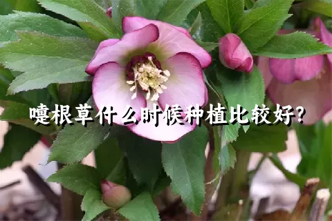 嚏根草什么时候种植比较好？