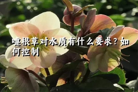 嚏根草对水质有什么要求？如何控制