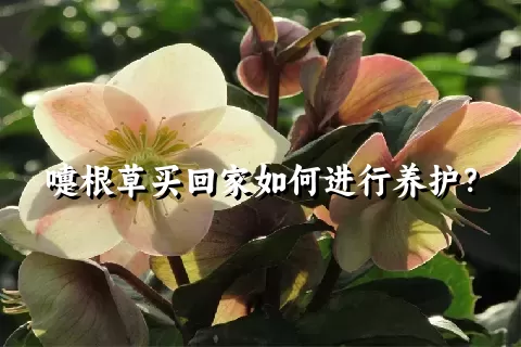 嚏根草买回家如何进行养护？