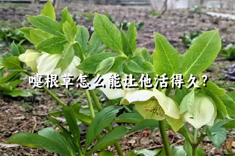 嚏根草怎么能让他活得久？