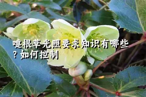 嚏根草光照要求知识有哪些？如何控制