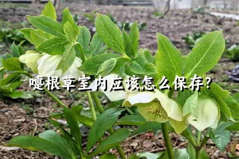 嚏根草室内应该怎么保存？