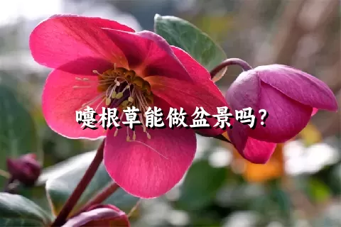 嚏根草能做盆景吗？