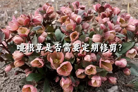 嚏根草是否需要定期修剪？