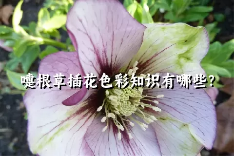 嚏根草插花色彩知识有哪些？