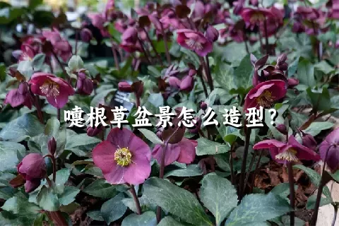 嚏根草盆景怎么造型？