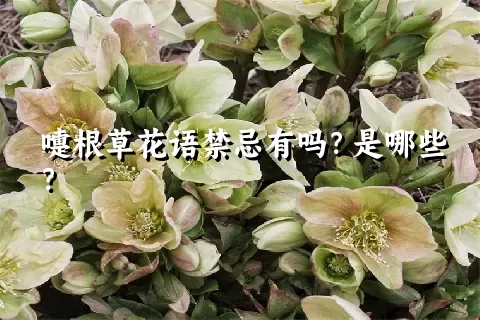 嚏根草花语禁忌有吗？是哪些？