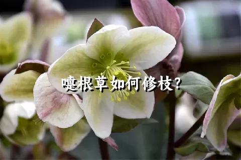 嚏根草如何修枝？