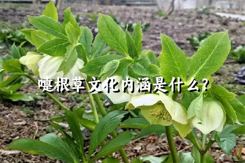 嚏根草文化内涵是什么？