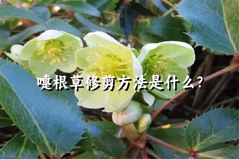 嚏根草修剪方法是什么？