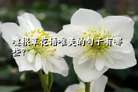 嚏根草花语唯美的句子有哪些？