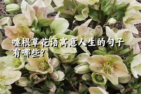 嚏根草花语寓意人生的句子有哪些？