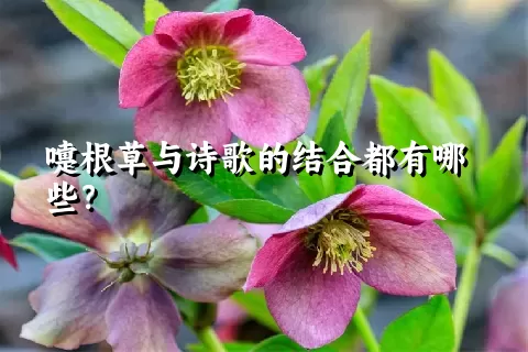 嚏根草与诗歌的结合都有哪些？