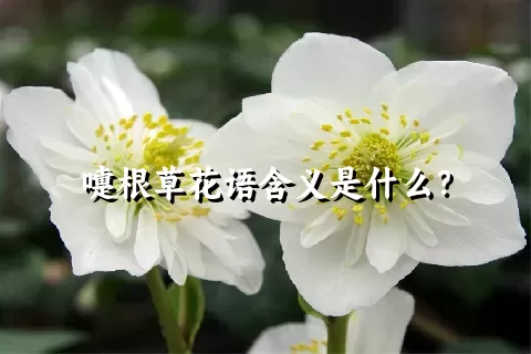 嚏根草花语含义是什么？