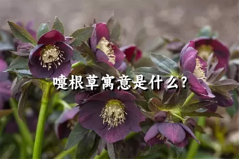 嚏根草寓意是什么？