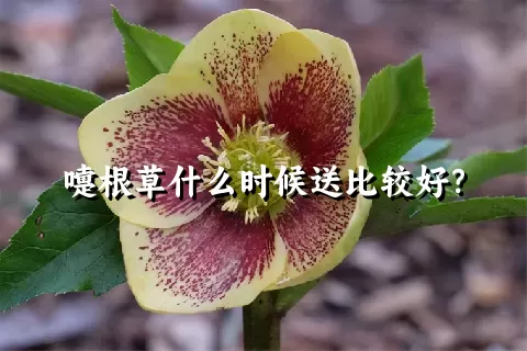 嚏根草什么时候送比较好？