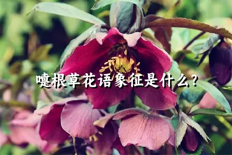 嚏根草花语象征是什么？