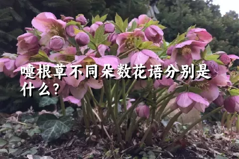 嚏根草不同朵数花语分别是什么？