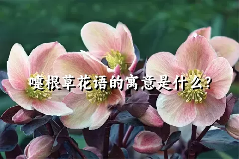 嚏根草花语的寓意是什么？