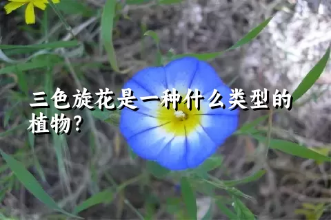 三色旋花是一种什么类型的植物？